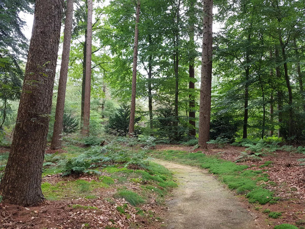 Wandelpad in het bos van natuurbegraafplaats Witteveen