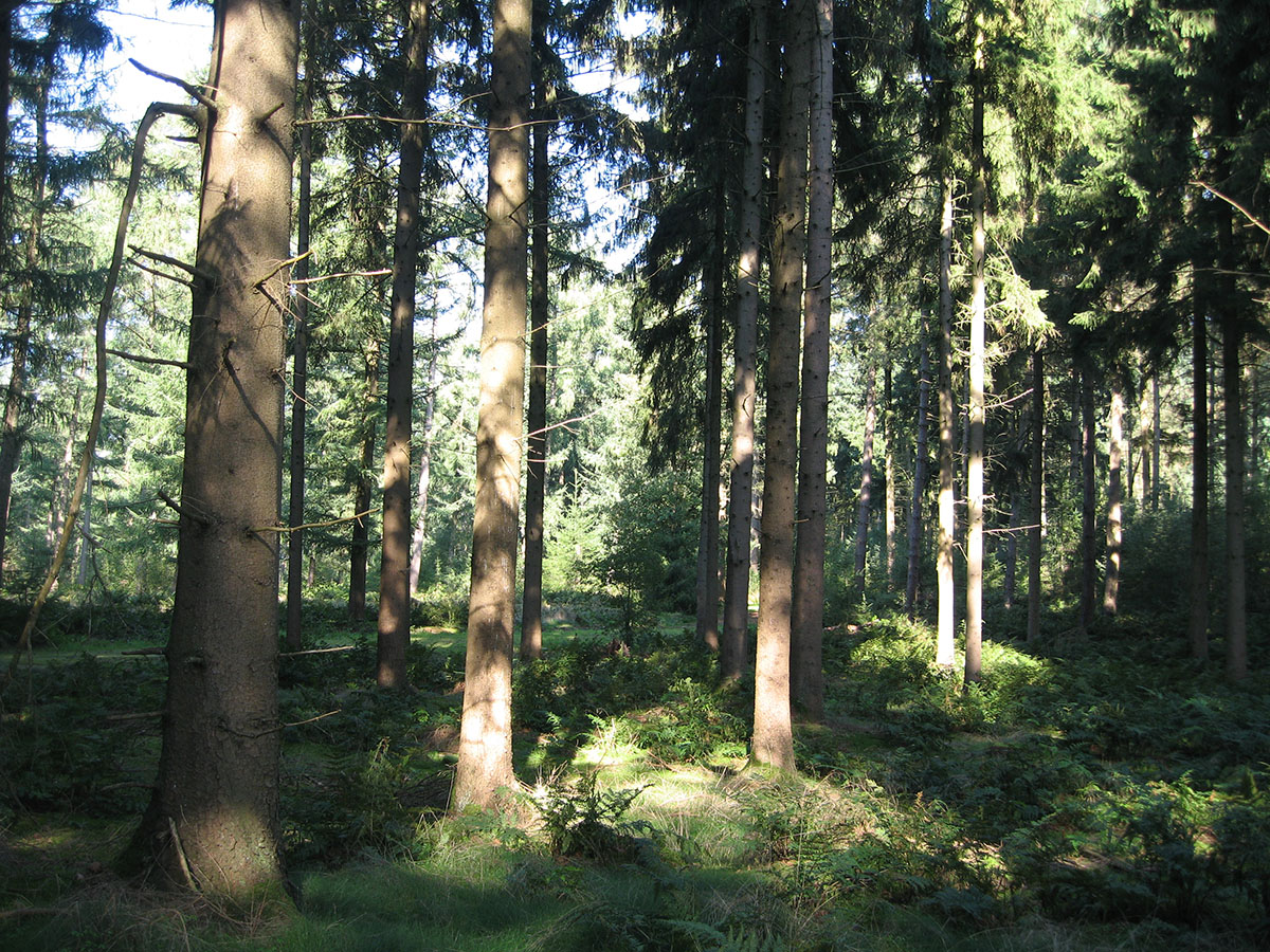 Bos van de Heilige geest