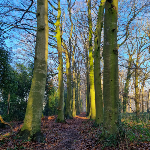 De Velden Natuurbegraafplaats