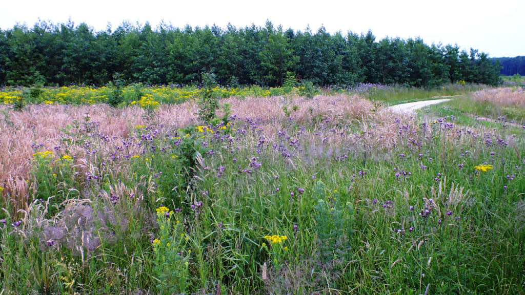 De heide van Natuurbegraafplaats Nieuwehorne