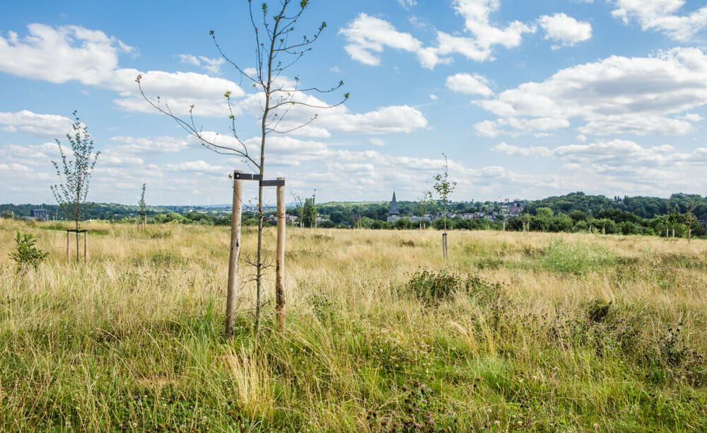 De heide van natuurbegraafplaats Eygelshof
