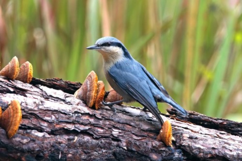 Landgoed Westerflier