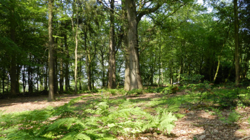 Natuurbegraafplaats Terwisscha