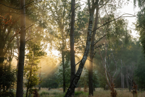 Natuurbegraafplaats Hoogengraven