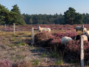 Natuurbegraafplaats Hoogengraven Landschap