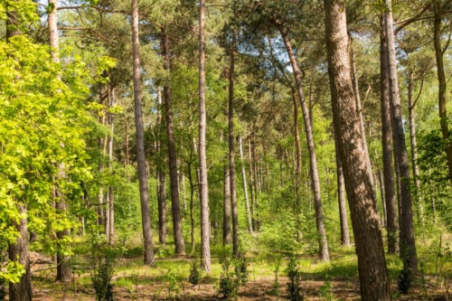 Natuurbegraafplaats Landgoed christinalust