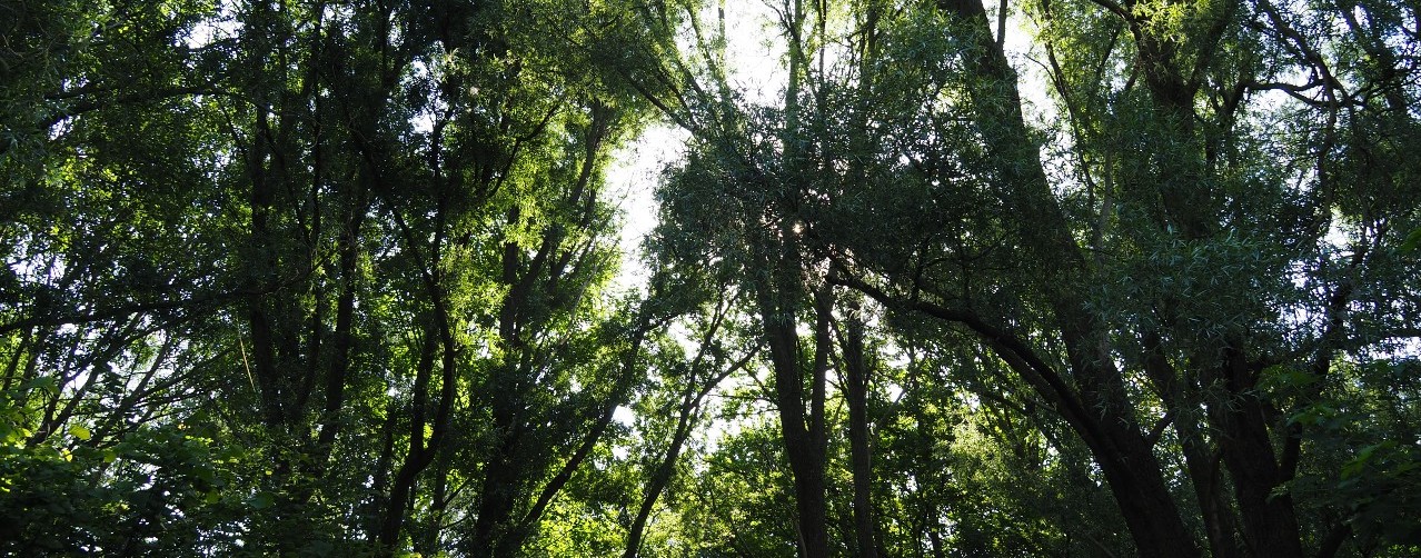 Natuurbegraafplaats Zomerlanden1