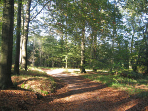 Natuurbegraafplaats bos van de heilige geest