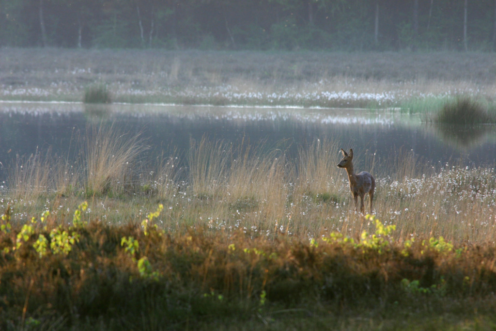 Natuurbegraafplaats elspeterbos