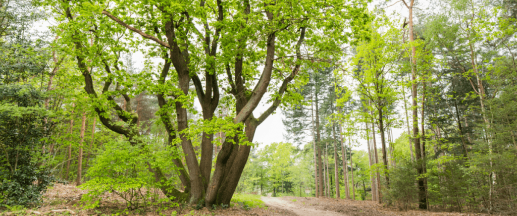 Natuurbegraafplaats mookerheide