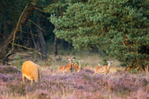 Urnenbegraafplaats Hoge Veluwe 2