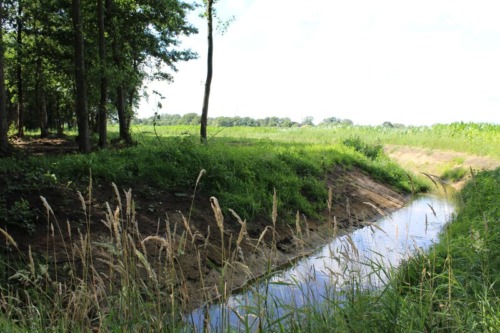 Natuurbegraafplaats Het Wienerveeld