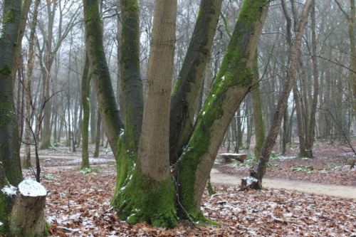 Natuurbegraafplaats Het Wienerveeld