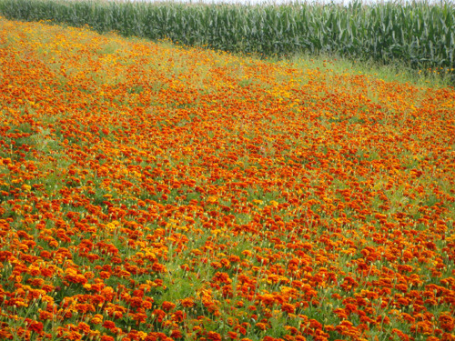 Natuurbegraafplaats Wierde